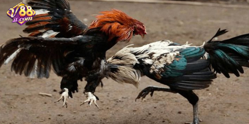 Chiến kê dũng mãnh tung cú đá quyết định trong trận đấu đá gà cựa sắt