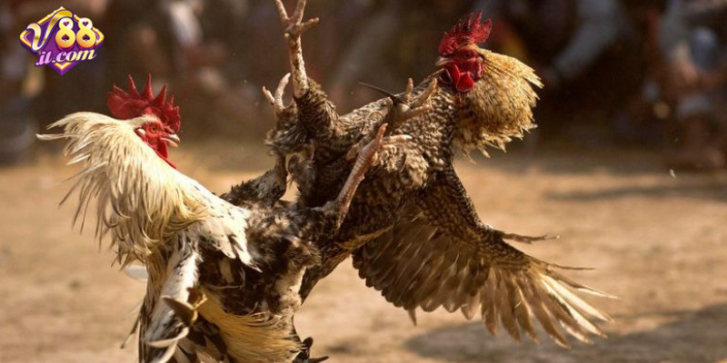 Chiến kê tranh tài kịch tính trong trận đấu đá gà