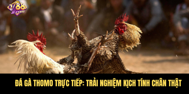 Đá Gà Thomo Trực Tiếp