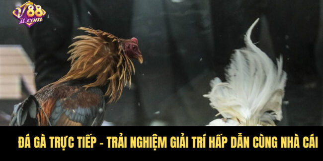 Đá Gà Trực Tiếp