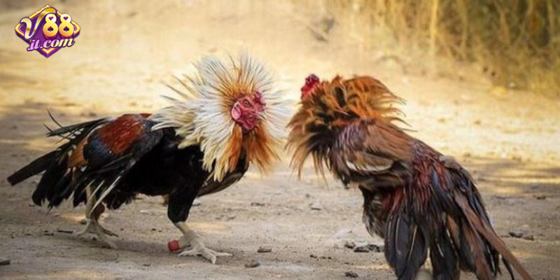 Giao diện đặt cược đá gà trực tiếp trên nền tảng V88