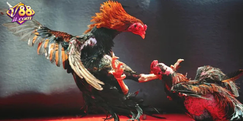 Người xem hào hứng theo dõi đá gà Thomo trực tiếp