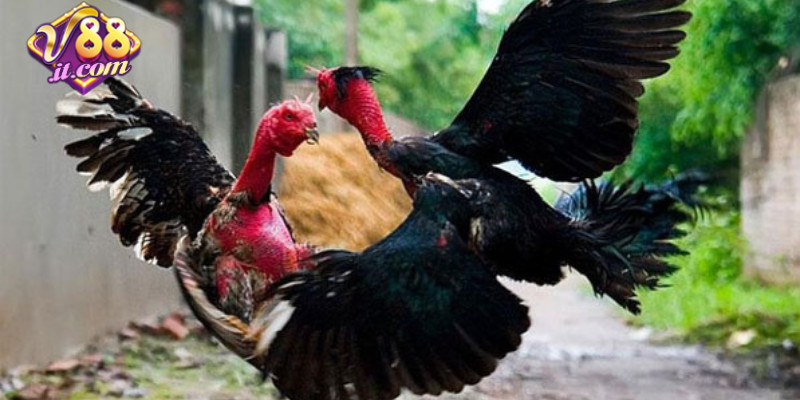 Nhận thưởng hấp dẫn khi dự đoán chính xác kết quả trận đấu đá gà.