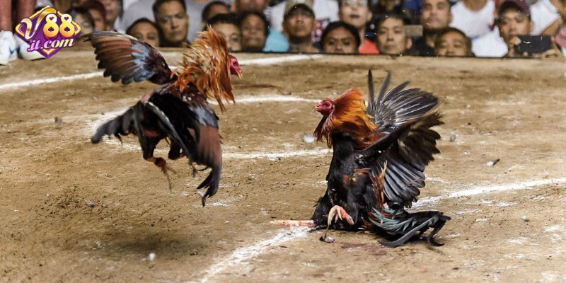 Trận đấu đá gà Thomo trực tiếp kịch tính tại đấu trường