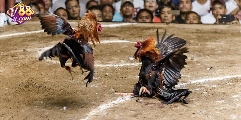 Trận đấu đá gà trực tiếp tại nhà cái V88 với chất lượng HD